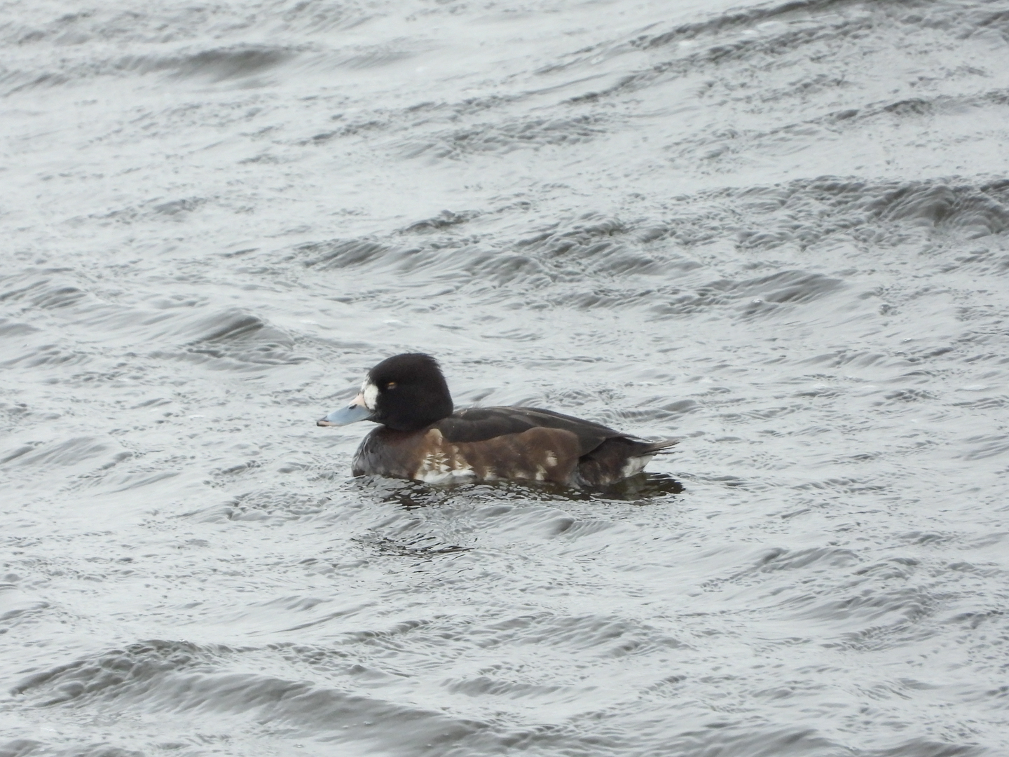 Vrouwtje kuifeend of...?